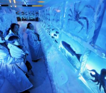 Das kälteste Aquarium der Welt
